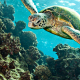 caretta