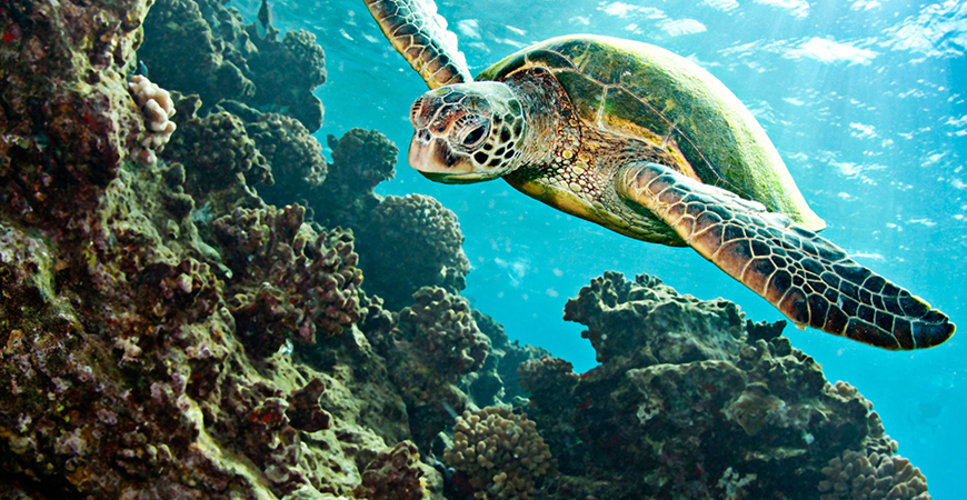 caretta